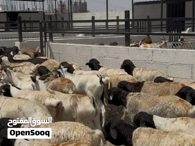 كباشا صوماليه احجام طيبه وسمان ماشاء الله مناسبات جداً للذبح او التربيه