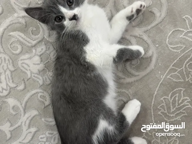 Free kitten for adoption