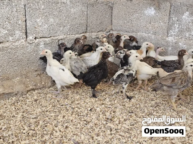 كتكوت عربي مخلط