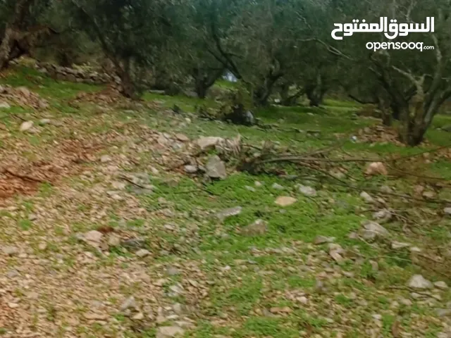 ارض مزروعة زيتون مرتبة في اجمل اراضي عصيرة الشمالية حوض واد صياد إطلالة رائعة ارض مربعة بسعر مرتب ..