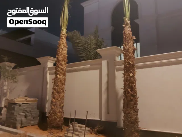 نخل واشنطن امريكي زينه