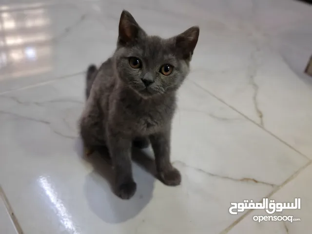 سكوتش ستريت عمره 3شهور بسعررر رمزززي