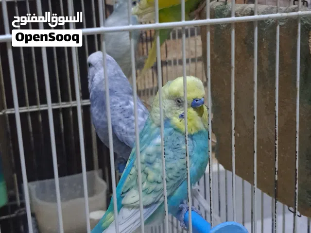6 عصافير للبيع