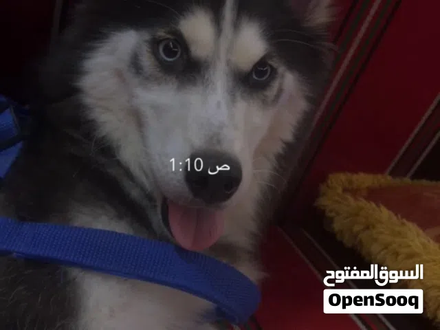 مكافأة مالية .