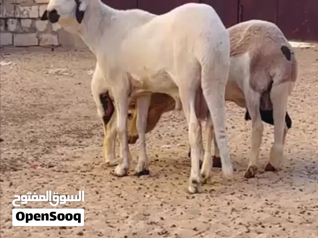 زوز نعاج وفحل للبيع