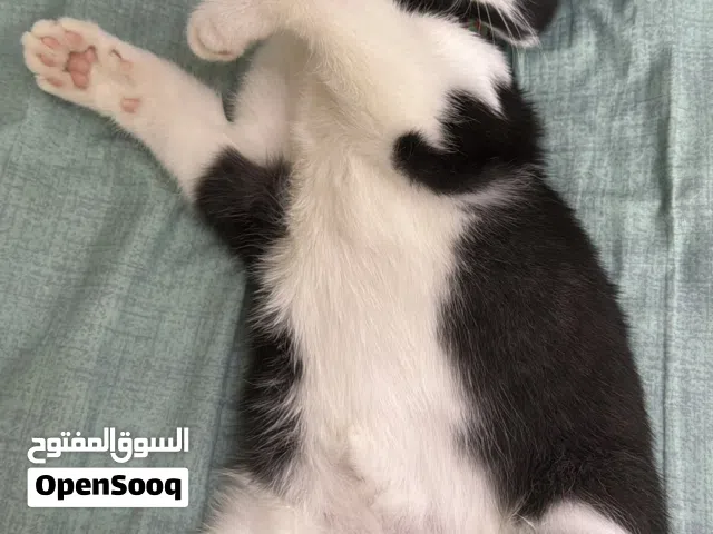 قط تربل فولد بصحه جيده