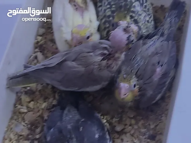 كوكتيل افراخ زق حبشي + اصفر للبيع سعر الواحد 20 الف عدد الافراخ 5