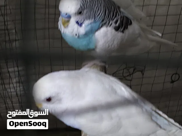 سلام عليكم شباب زوجين طيور الحب امايات وبياضات مال بيت تبزيري بيهن نثيه عيون حمر