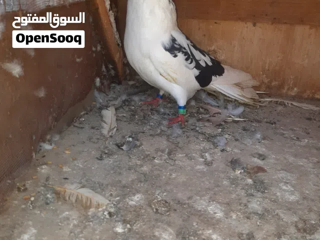 متاح نيكولا لبيع وليريدة يجي واتساب  مكاني بلبصرة بلاصمعي الجديد وليريدهن يجي واتساب ويدالل