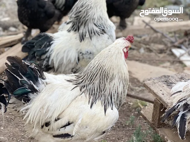 دجاج وديك براهمي للبيع