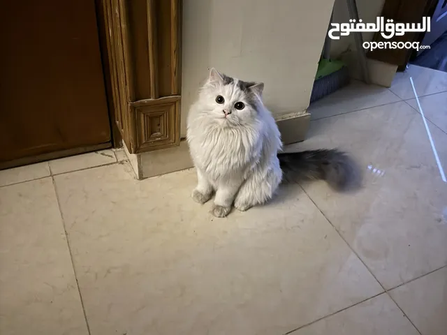 cute persian cat for free