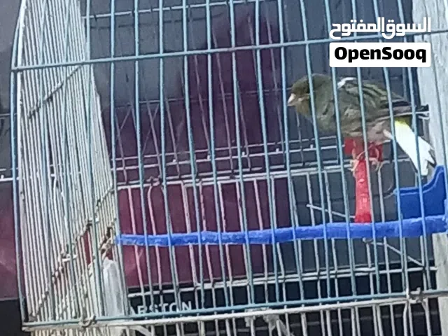 ذكر كناري  ماشاء الله