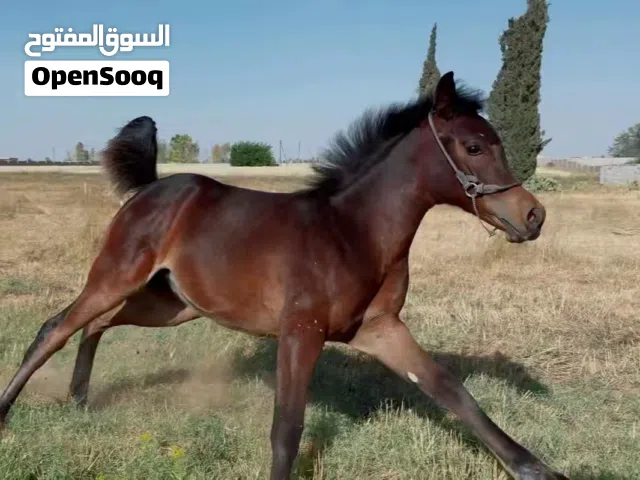 فرصة ذهبية للمربين مهرة عربية اصيلة بنت ابطال