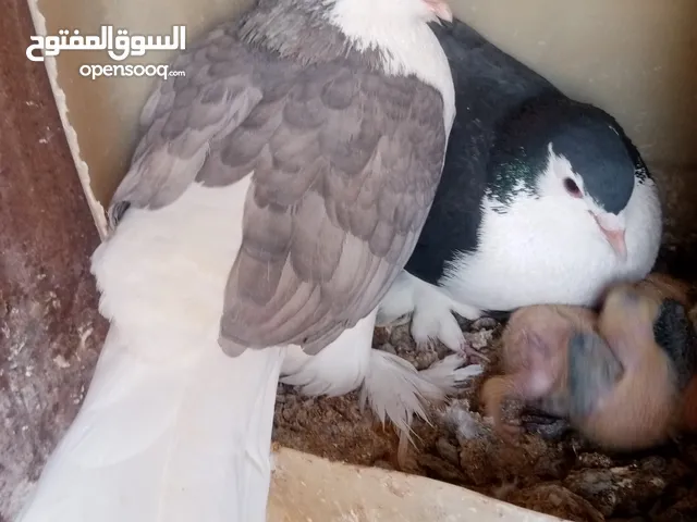 جوز حمام لاهور  البزره اجامبو شغلات تحتيهم فرخ وبدهم يبيضو في فيديو