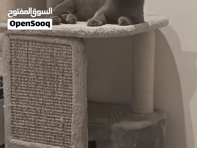 شيرازي _ روسي ازرق _ سكوتش ستريت يوجد دفتر تطعيم وجميع اغراضهم