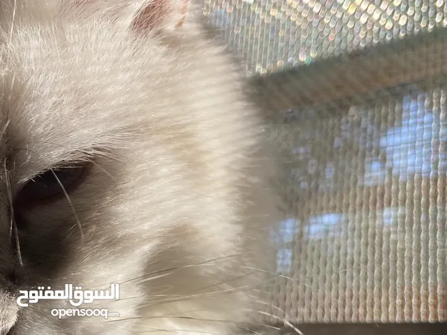 ذكر للبيع ....