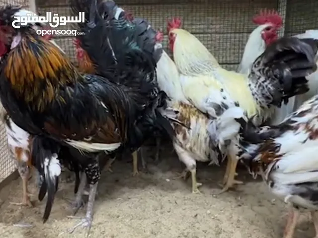 دجاج عربي قديم اصيل
