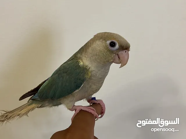 كنيور تركواز