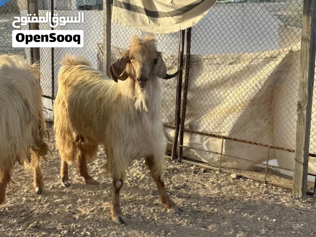 للبيع فحول من الحلال الجبل الجامودي