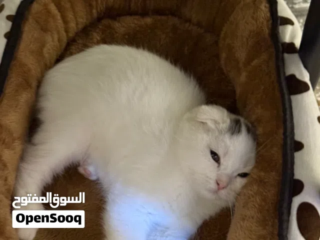Scottish Cat Available For Adoption