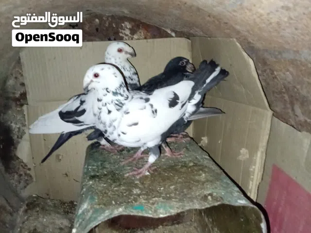 جوز حمام شغلات كفاله نخب ومعهن جوز فراخ بسعر طري