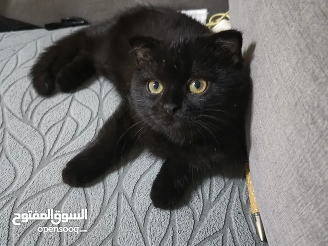 ءكر اسكوتس فولد