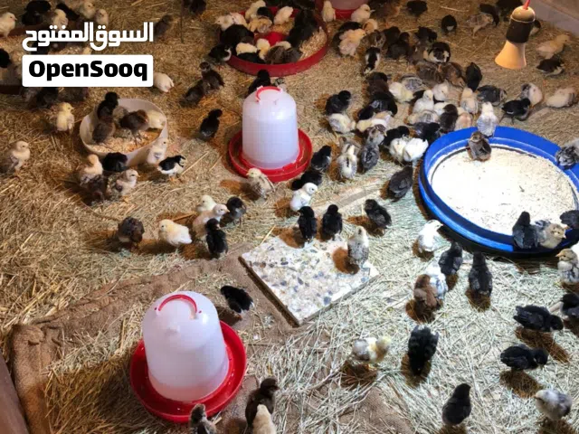 السلام عليكم دجاج للبيع
