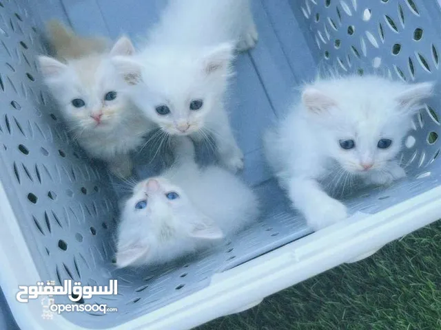 قطط جميلة و أليفه و روعه للغايه