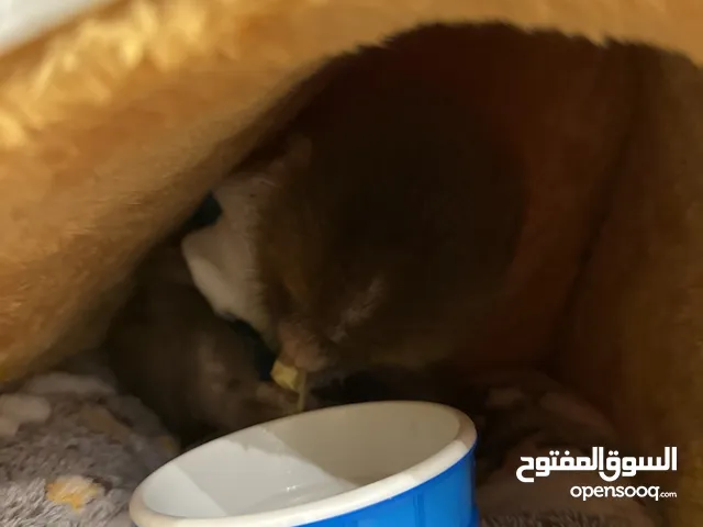 Three month monkey