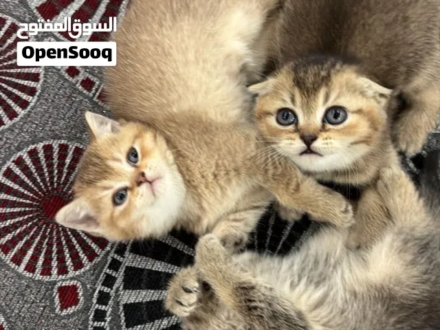 سكوتش فولد وبريتش مستويات عالية العمر 45 يوم