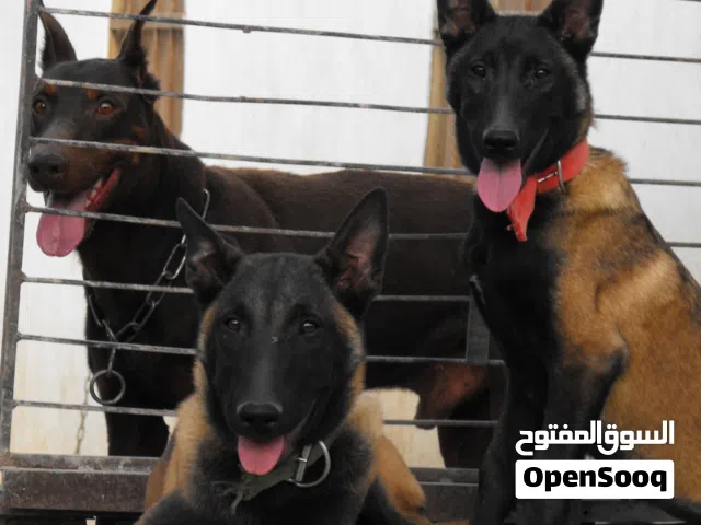 جراء بلجم مالينو مستوى عالي جدآ