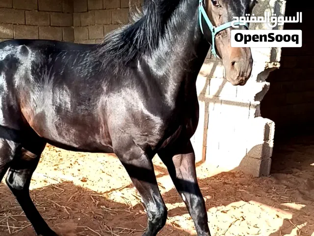 مهر للبيع العمر 13 الشهر
