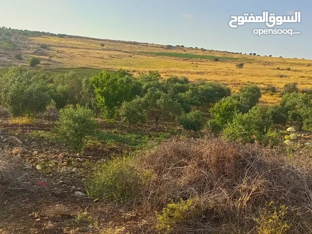 Farm Land for Sale in Hebron Beit Ula