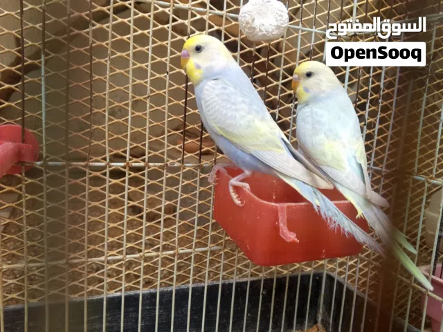 إنتاج رينبو فحمي للبيع