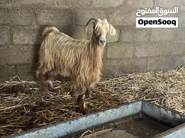 شاه عمانية للبيع