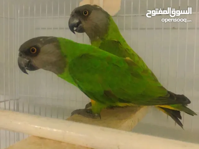 للبيع زوج سنغالي Senegalese parrot