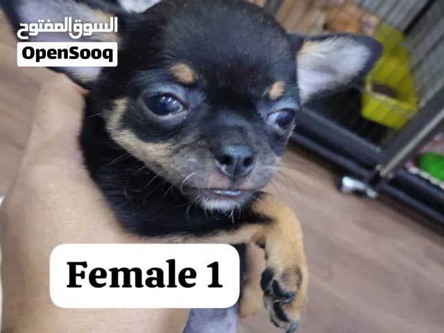 Pure Mini chihuahua with health card and vaccinated 2 months