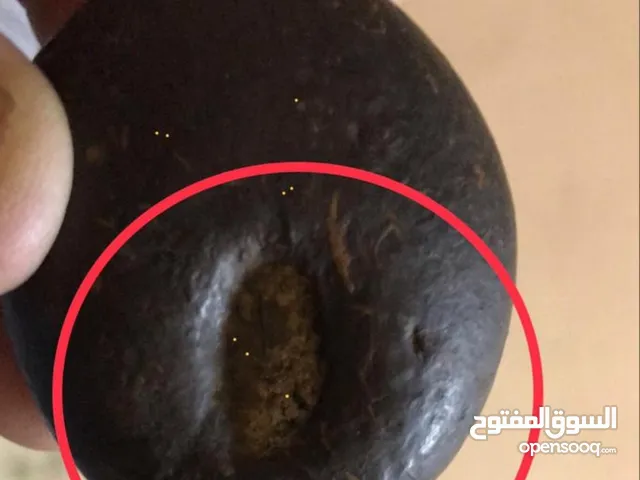 حجر سجيل مضمون بالدليل والصور وإليك بعض الصور الملتقطة منه عبر جوالي أنا المعلن ولدي الكثير من الدلا