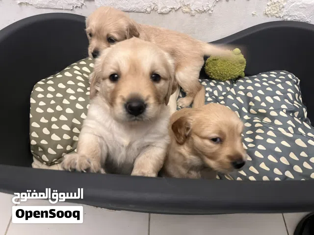 Golden retriever puppies, female