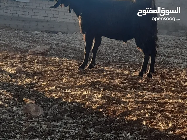 تيس نخب اول للبيع