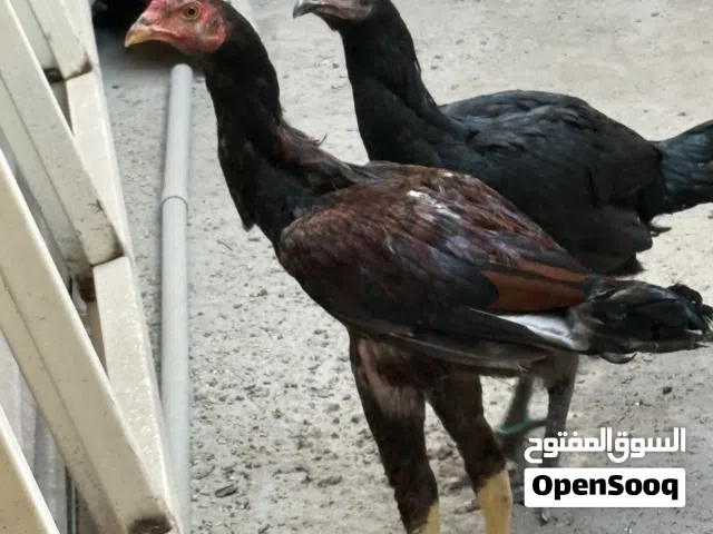ديج وديايه