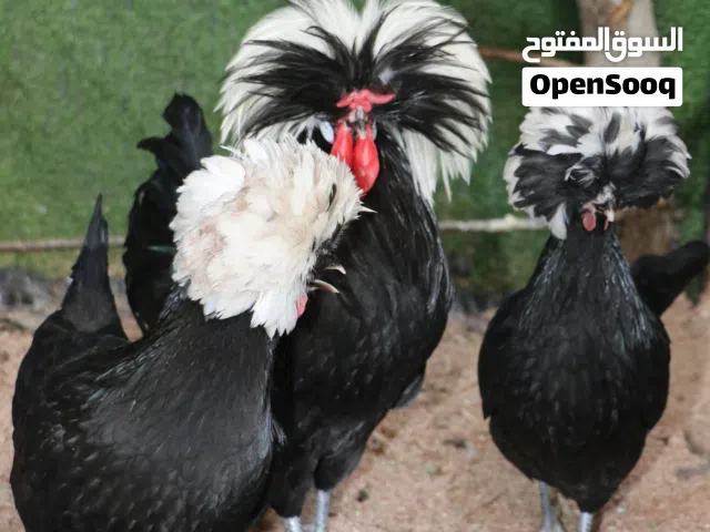 سيت ديج ودجاجتين بولوني