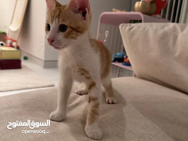 Adorable Kittens for adoption
