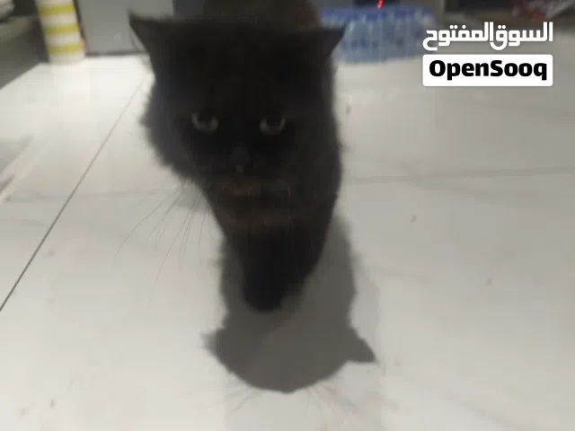 Friendly cat and very playful