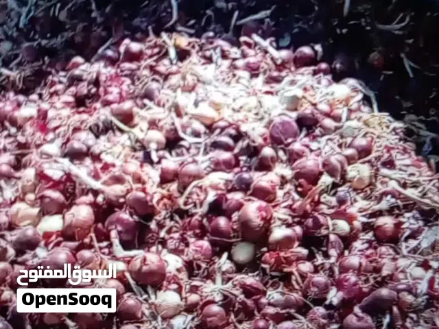 بصل مواني أحمر