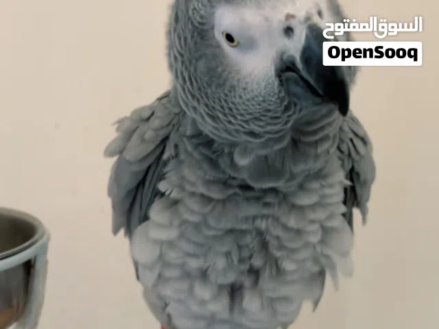 ببغاء كاسكو طفرة متكلم بطلاقة اليف جدا ما يعرف العض مناسب للأطفال ريش كامل و صحته ممتازة خالي من مرض