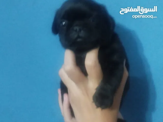 بج pug male