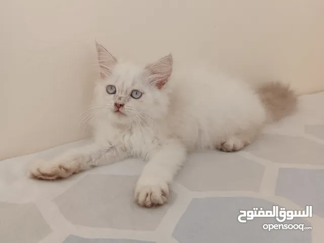 Pure Himalayan Kittens