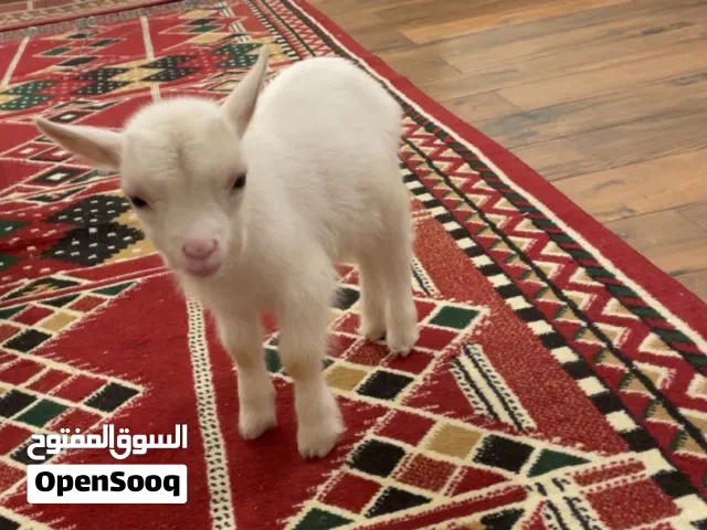 تيس جيكي عمره شهر وونيس ولعوب