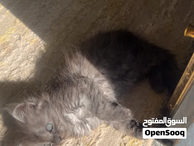قطط للبيع نوع شيرازي انثى و ذكر العمر شهرين مطعمين نساعد ف عر مش مشكله